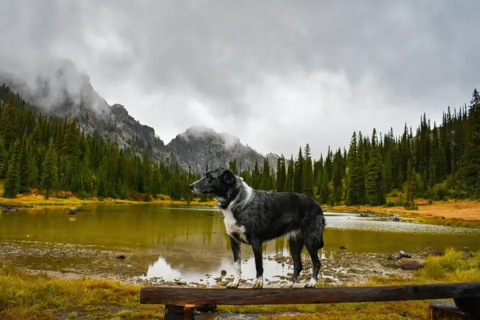 Dog beside a lake