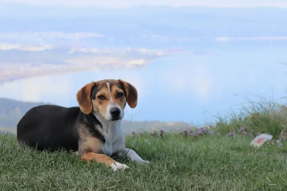 Dog beside a lake