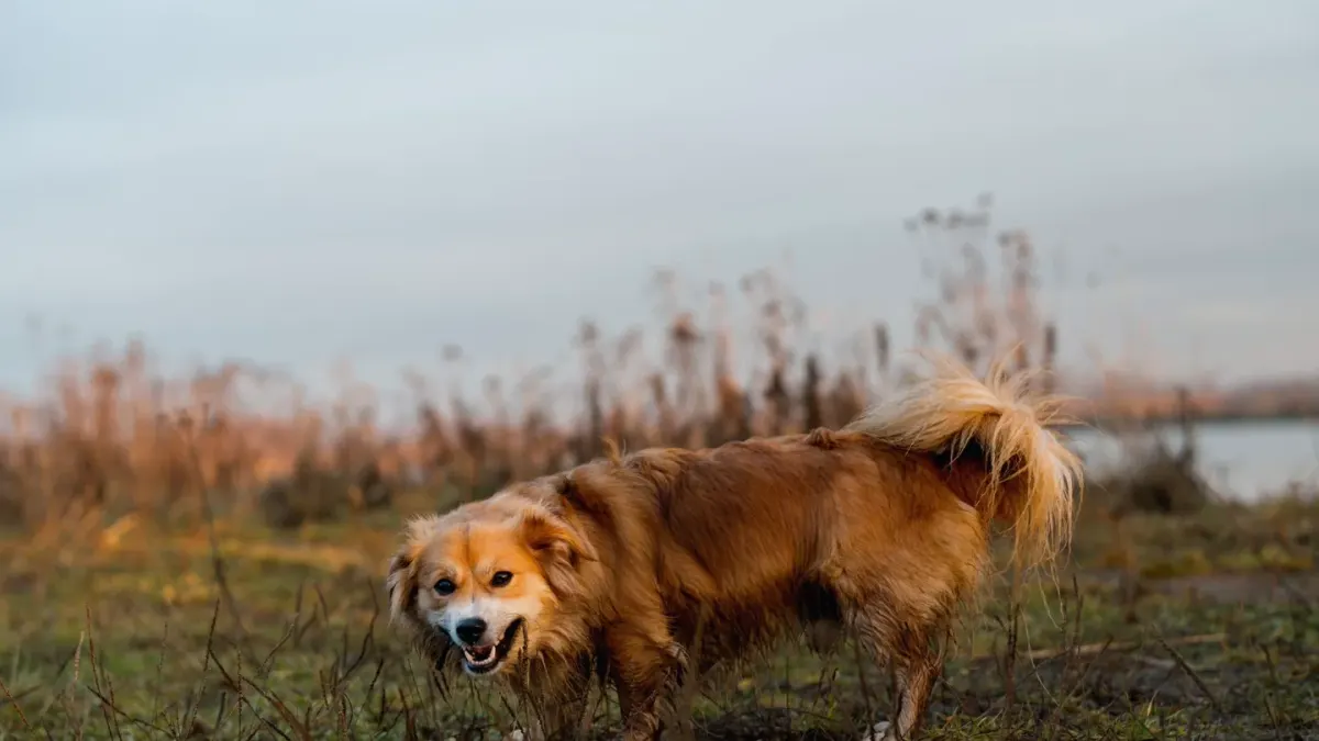 Dog beside a lake