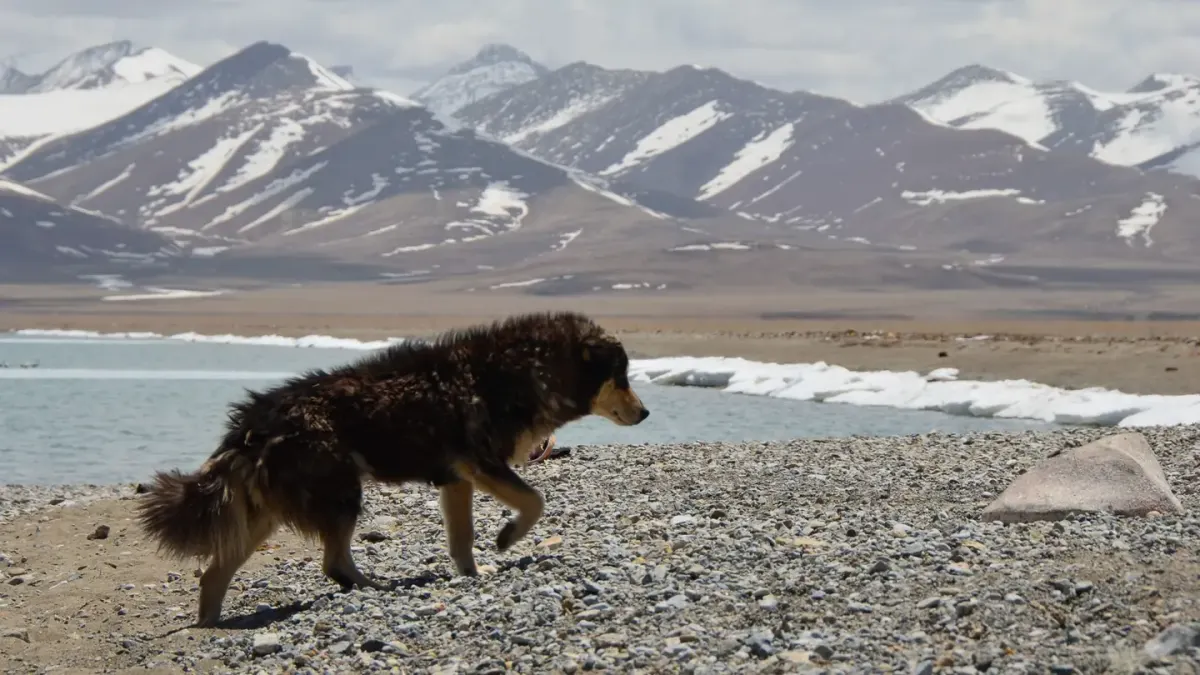 Dog beside a lake