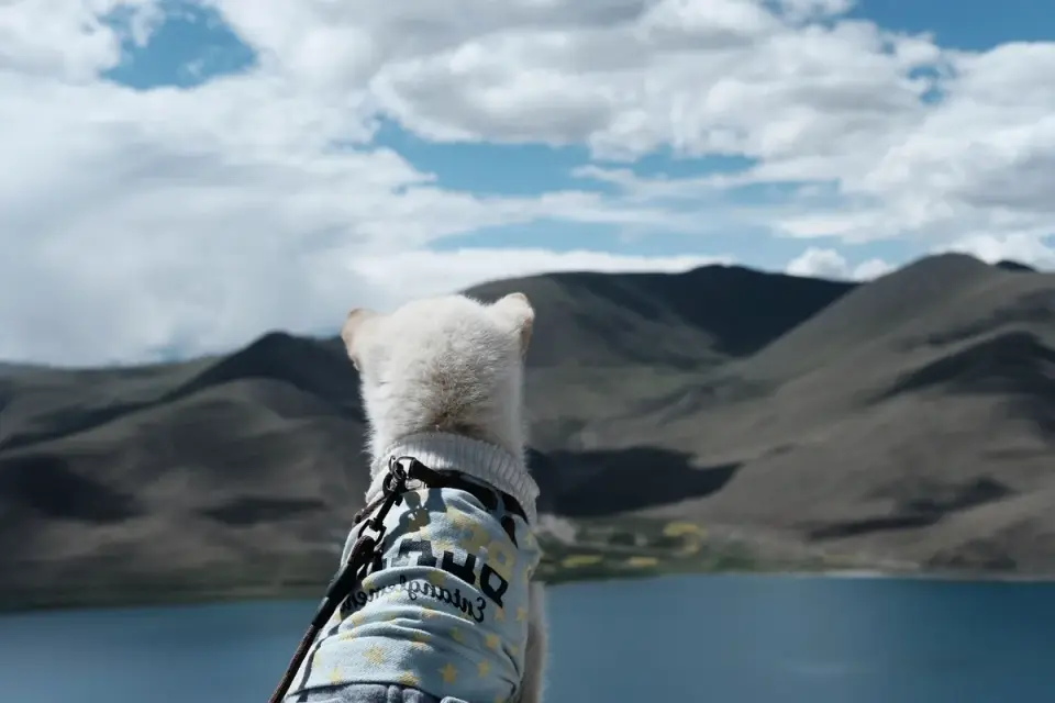 Dog beside a lake