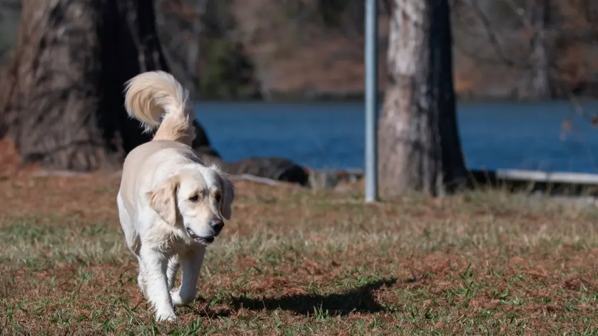 Dog beside a lake