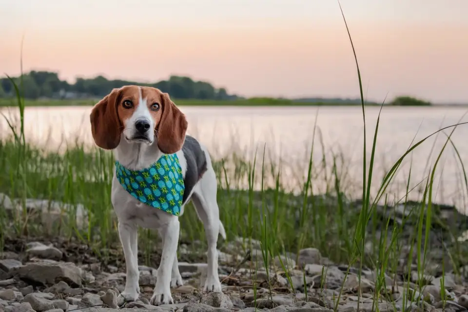 Dog beside a lake