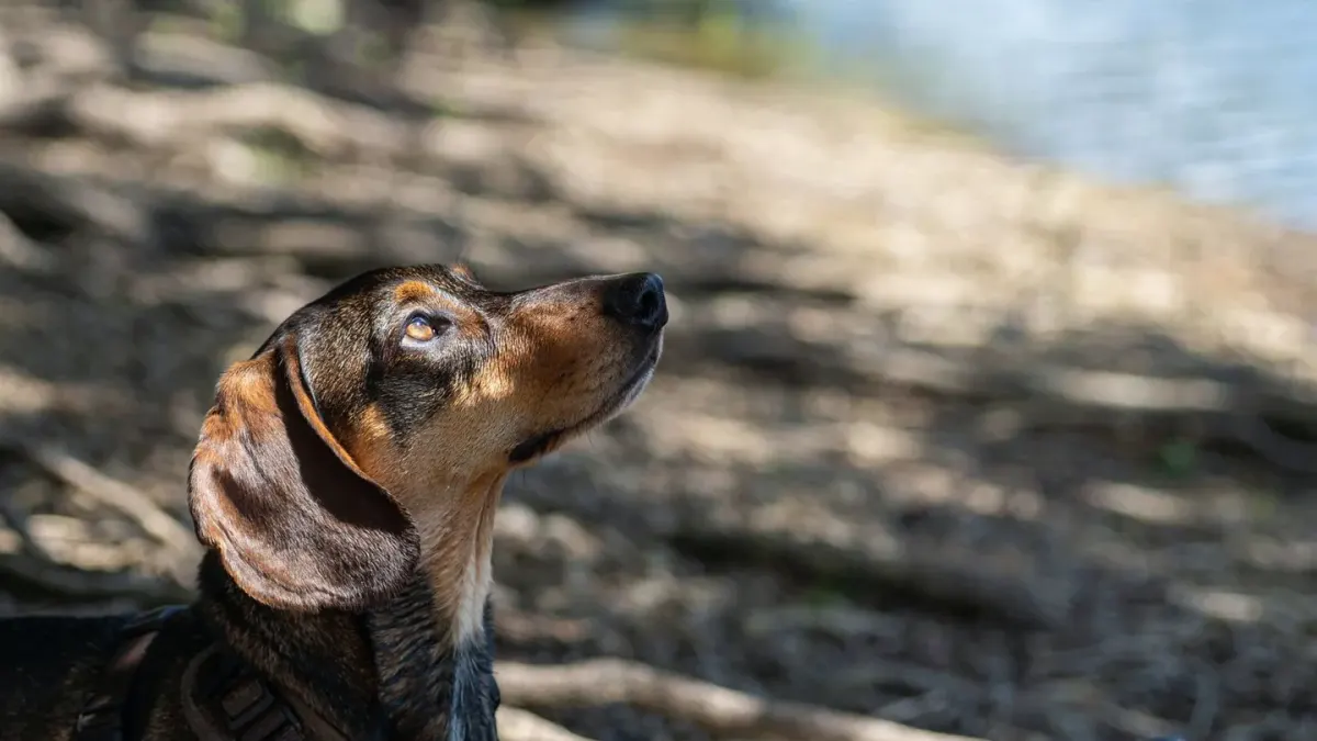 Dog beside a lake