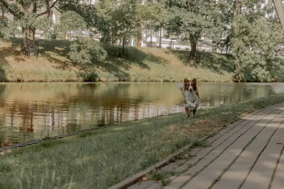 Dog beside a lake