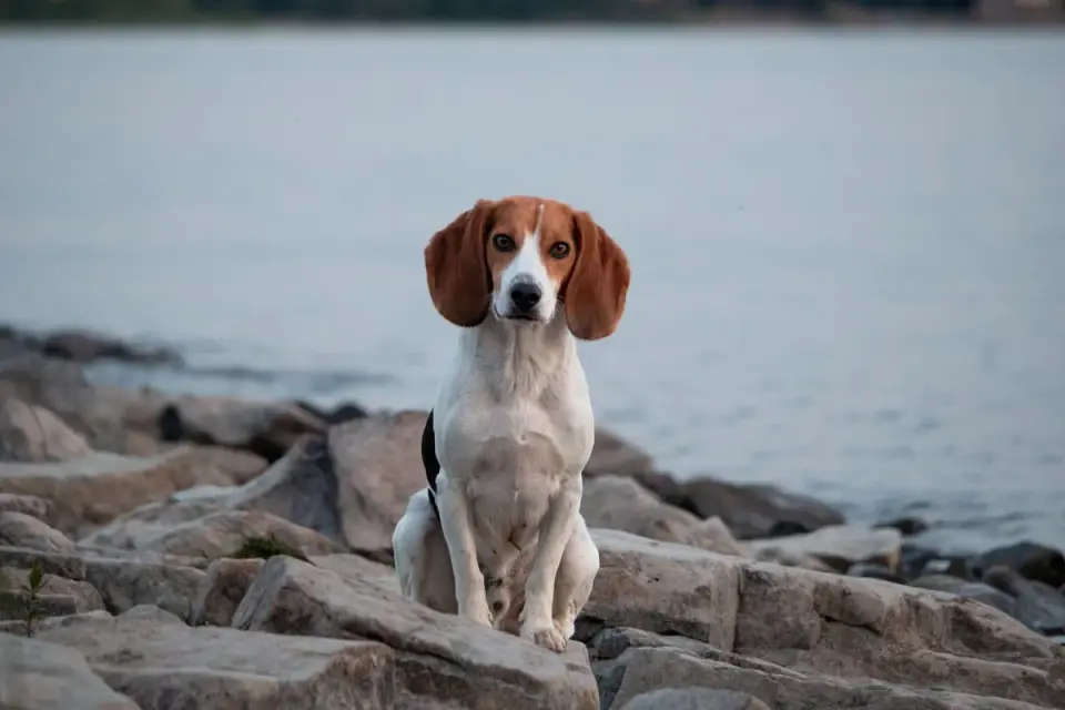 Dog beside a lake