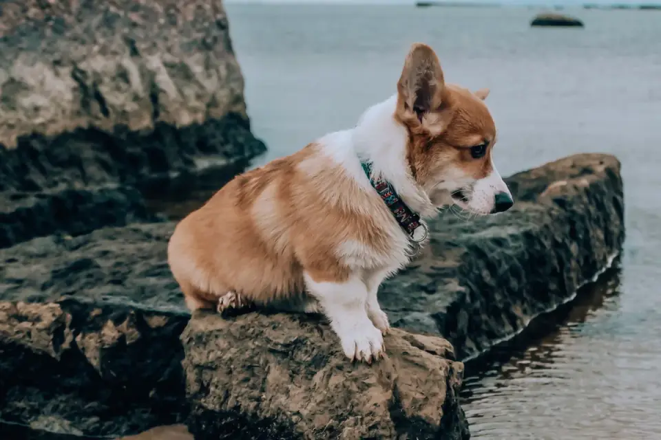 Dog beside a lake