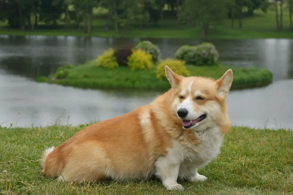 Dog beside a lake