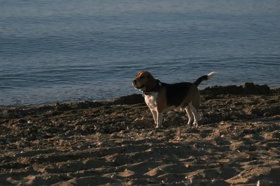 Dog beside a lake