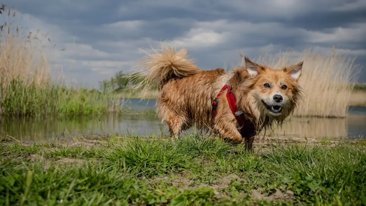 Dog beside a lake