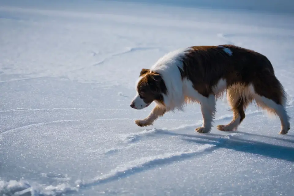 Dog beside a lake