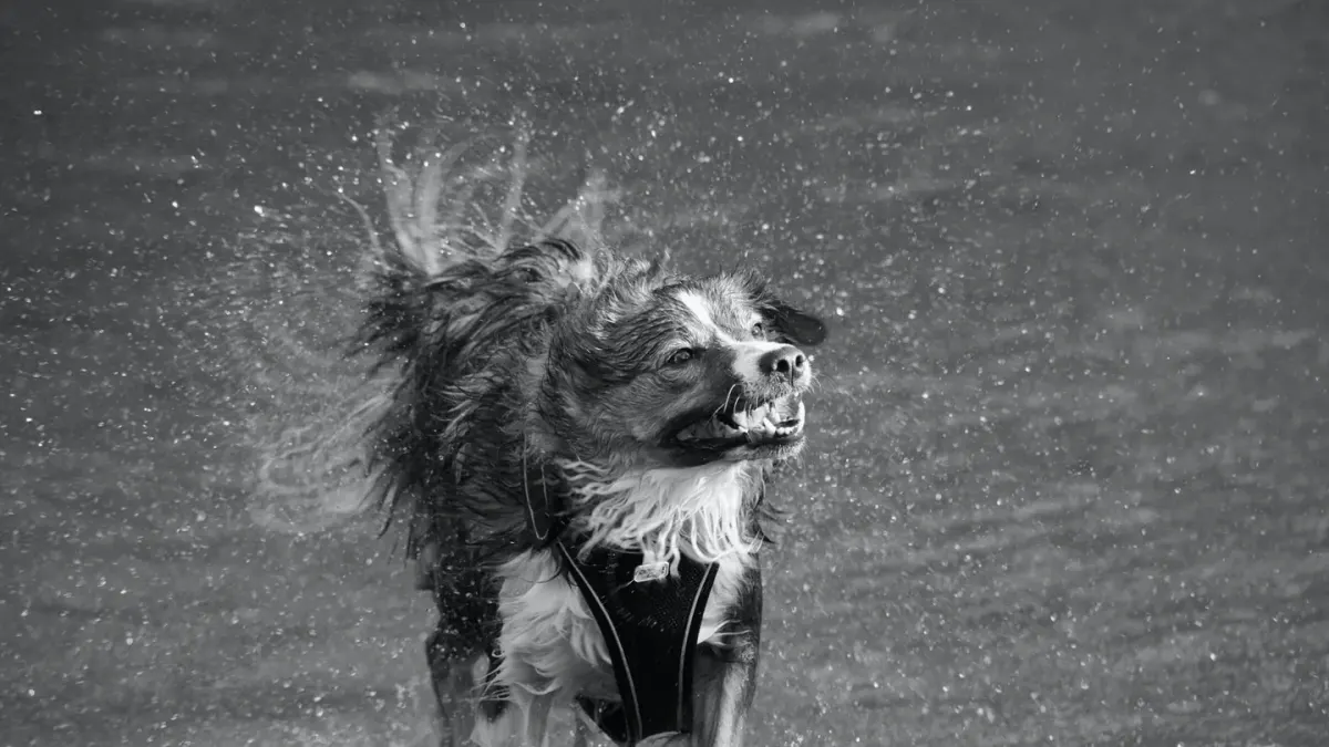 Dog beside a lake