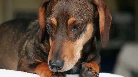 Dog beside a suitcase