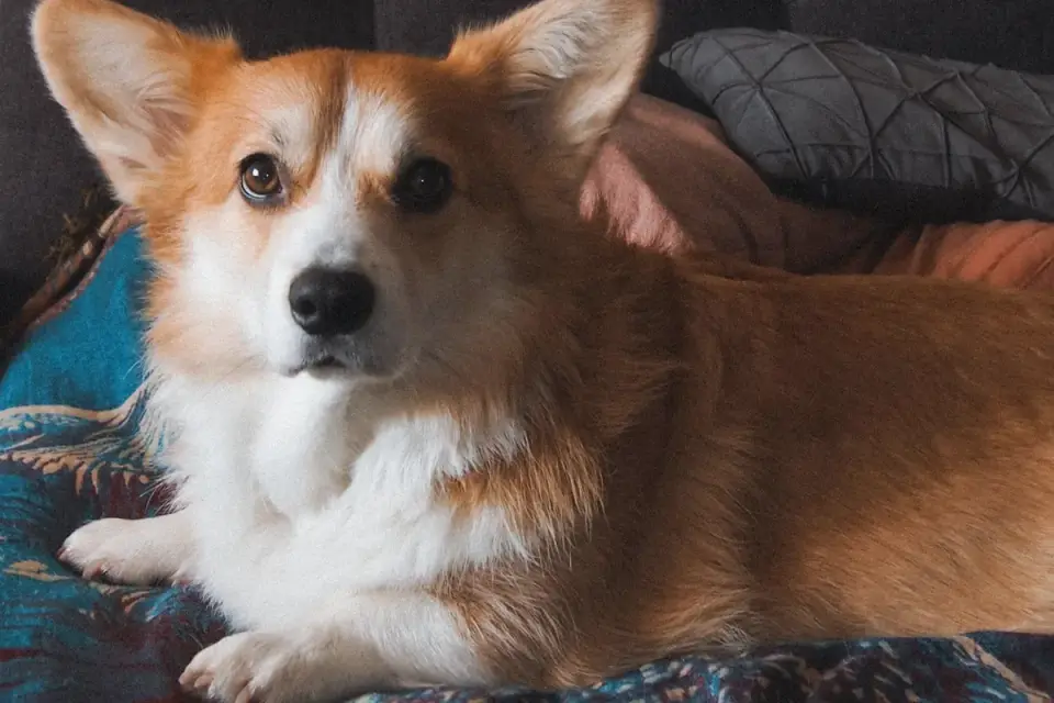 Dog beside a suitcase