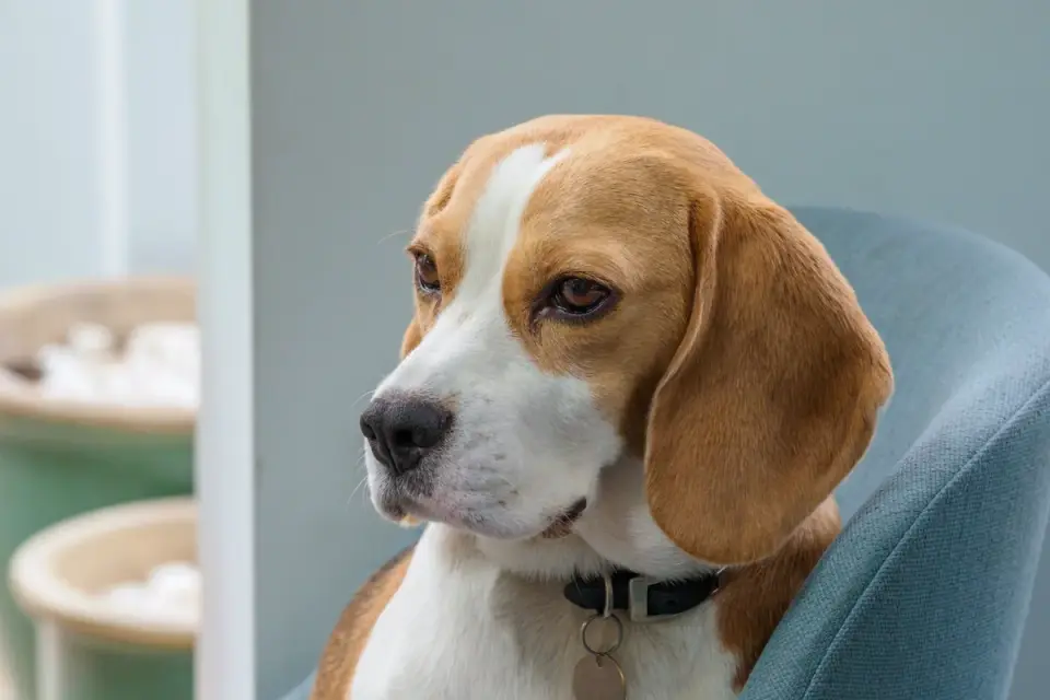 Dog beside a suitcase