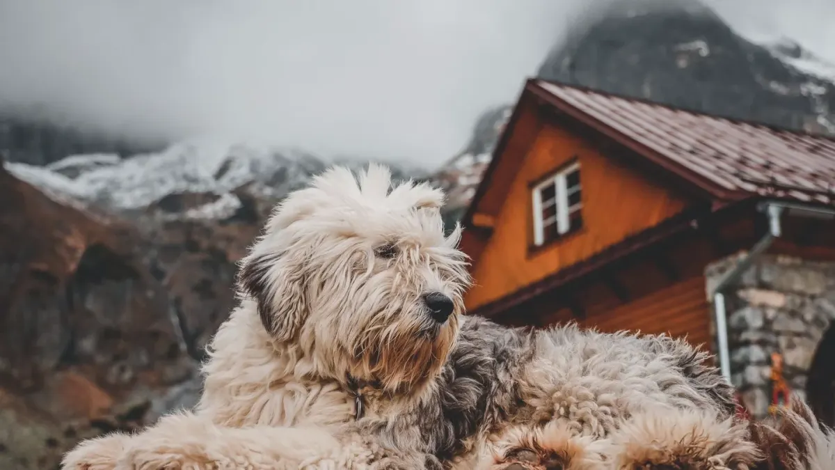Dog beside a suitcase