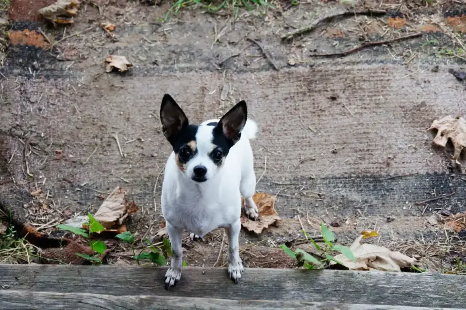 Dog by a door