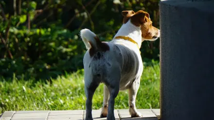 Dog by a door