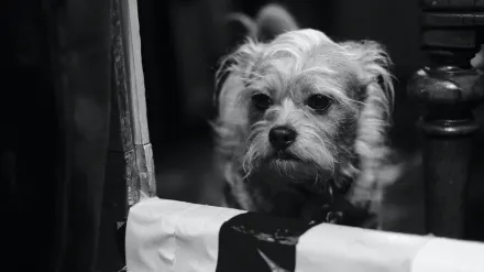 Dog by a door