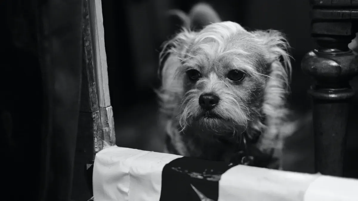 Dog by a door