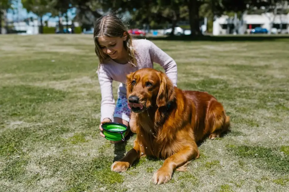 Dog drinking water from a stainless steel collapsible bowl outdoors