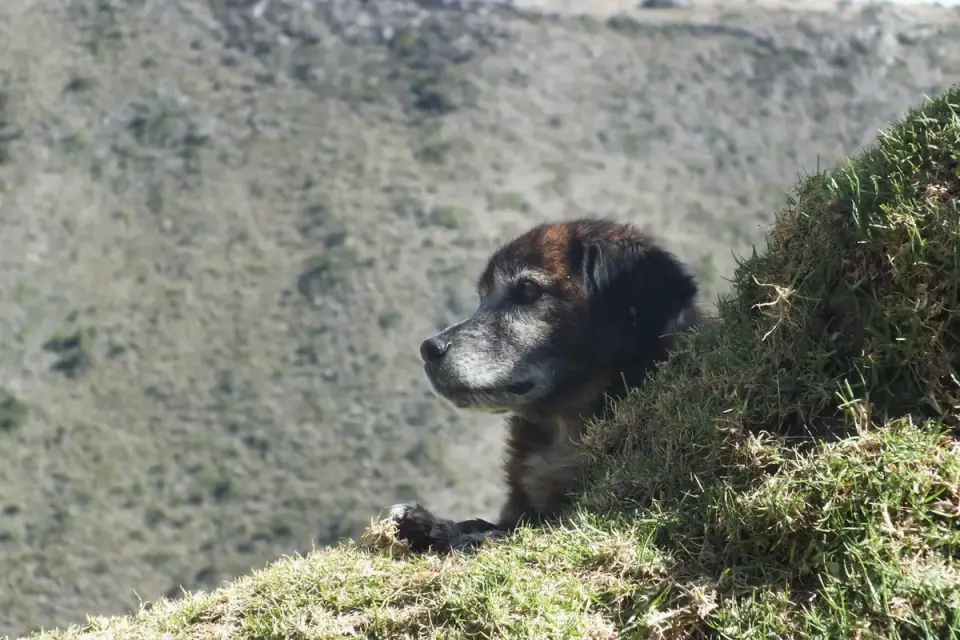 Dog hiking mountain trail