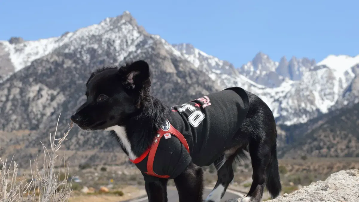 Dog hiking mountain trail