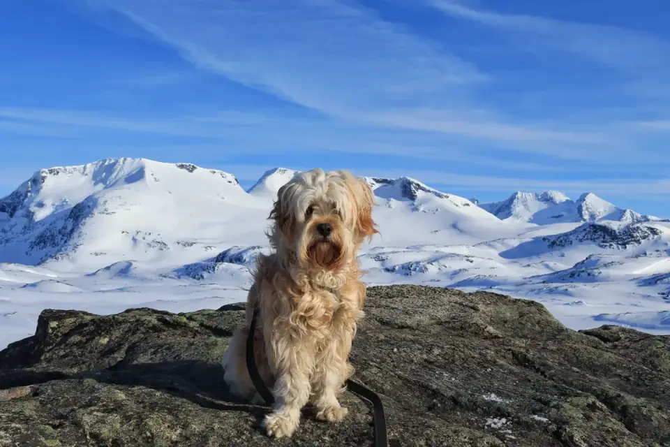 Dog hiking mountain trail