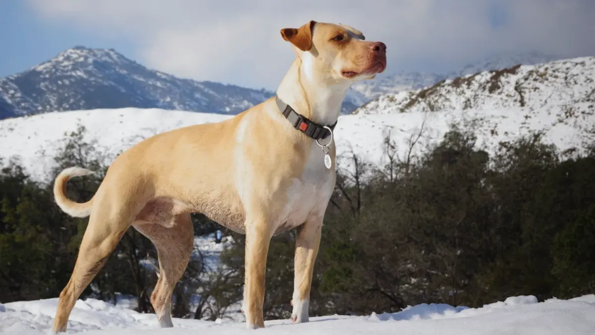 Dog hiking mountain trail