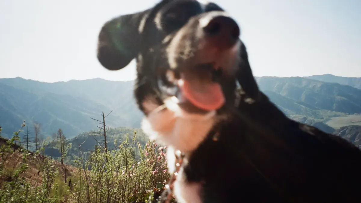 Dog hiking mountain trail
