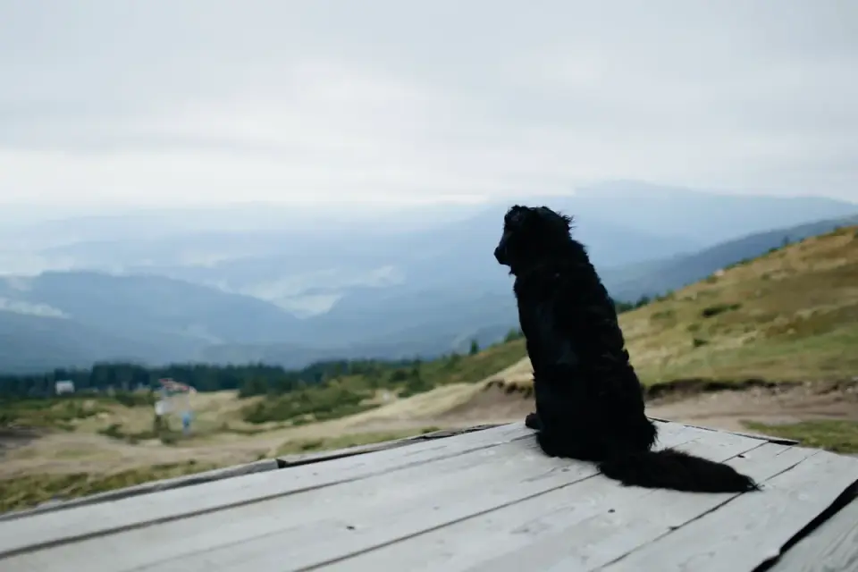 Dog hiking mountain trail