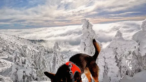 Dog hiking mountain trail