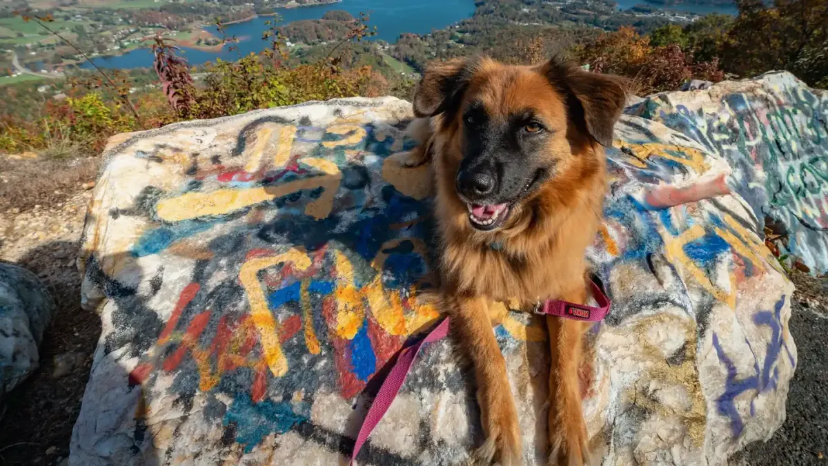 Dog hiking mountain trail