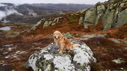 Dog hiking mountain trail