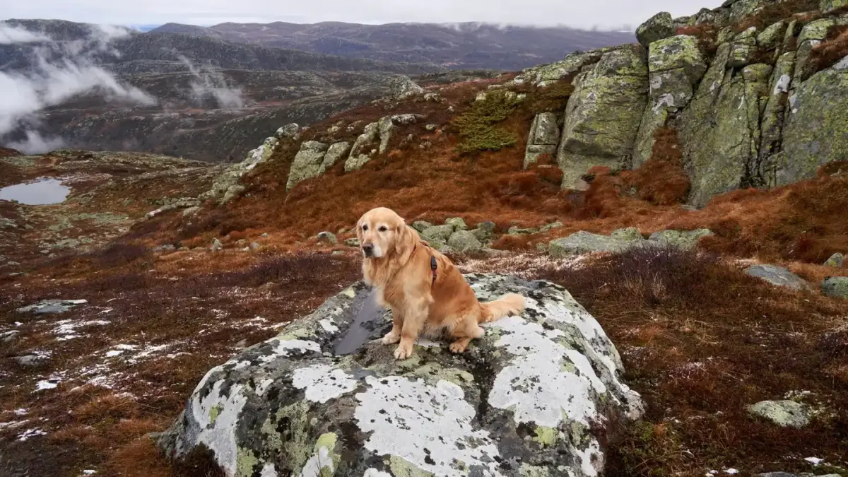 Dog hiking mountain trail