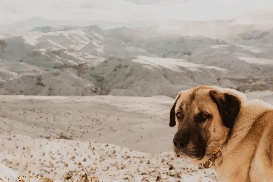 Dog hiking mountain trail