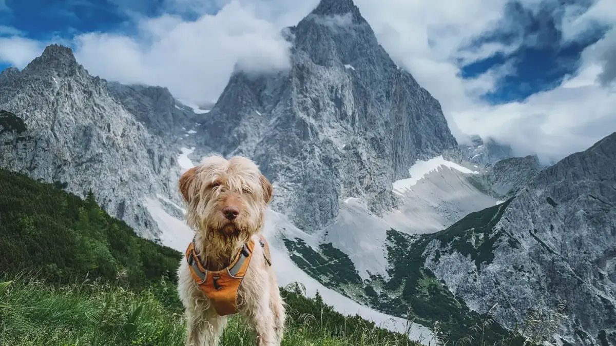 Dog hiking mountain trail