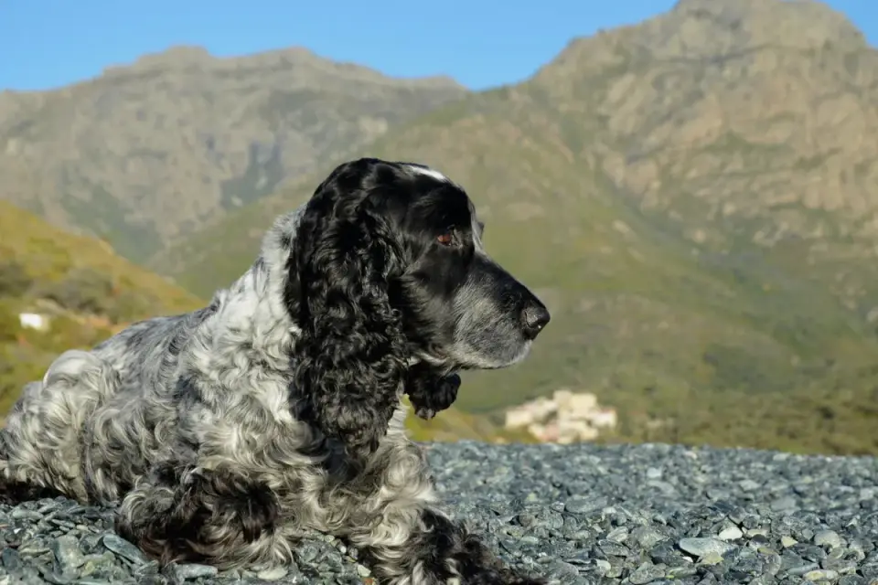 Dog hiking mountain trail