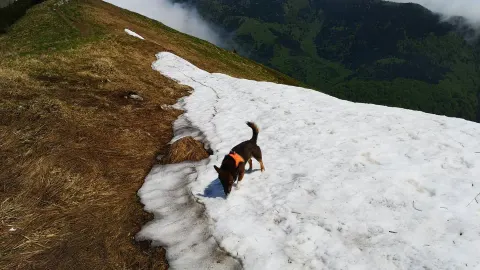 Dog hiking mountain trail