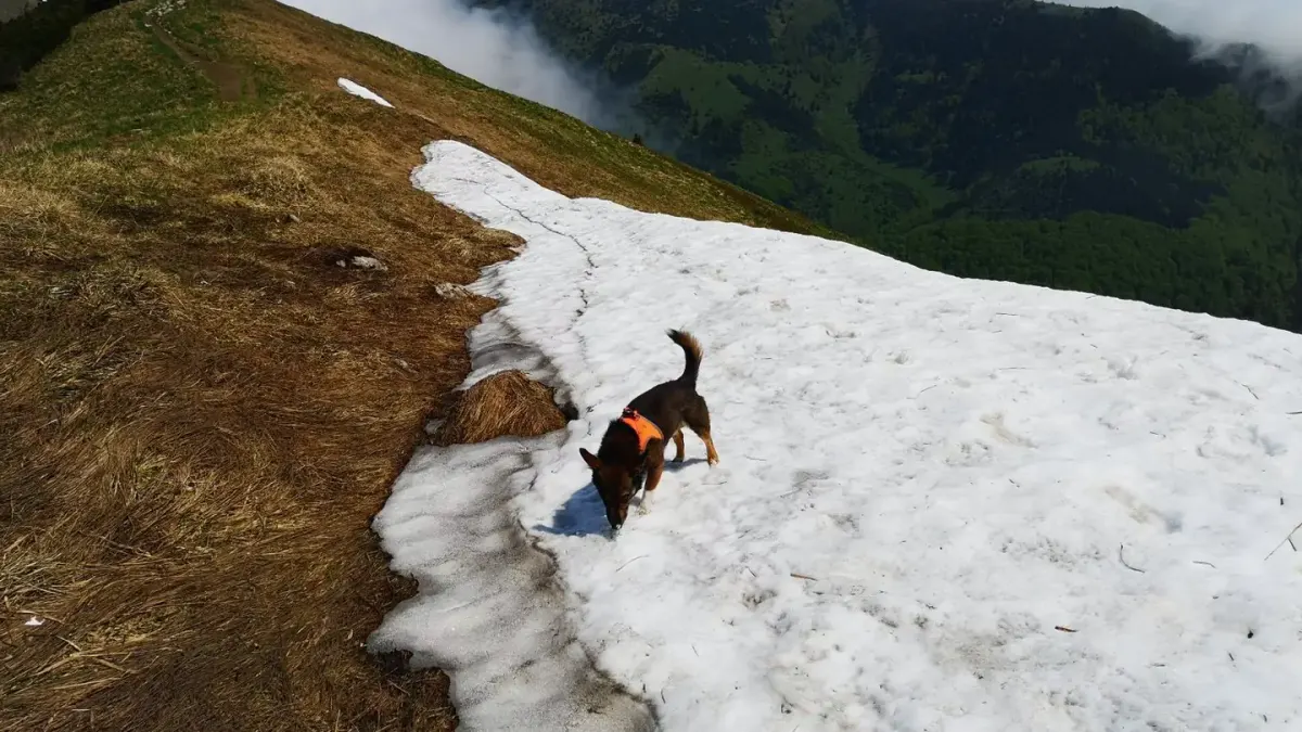 Dog hiking mountain trail