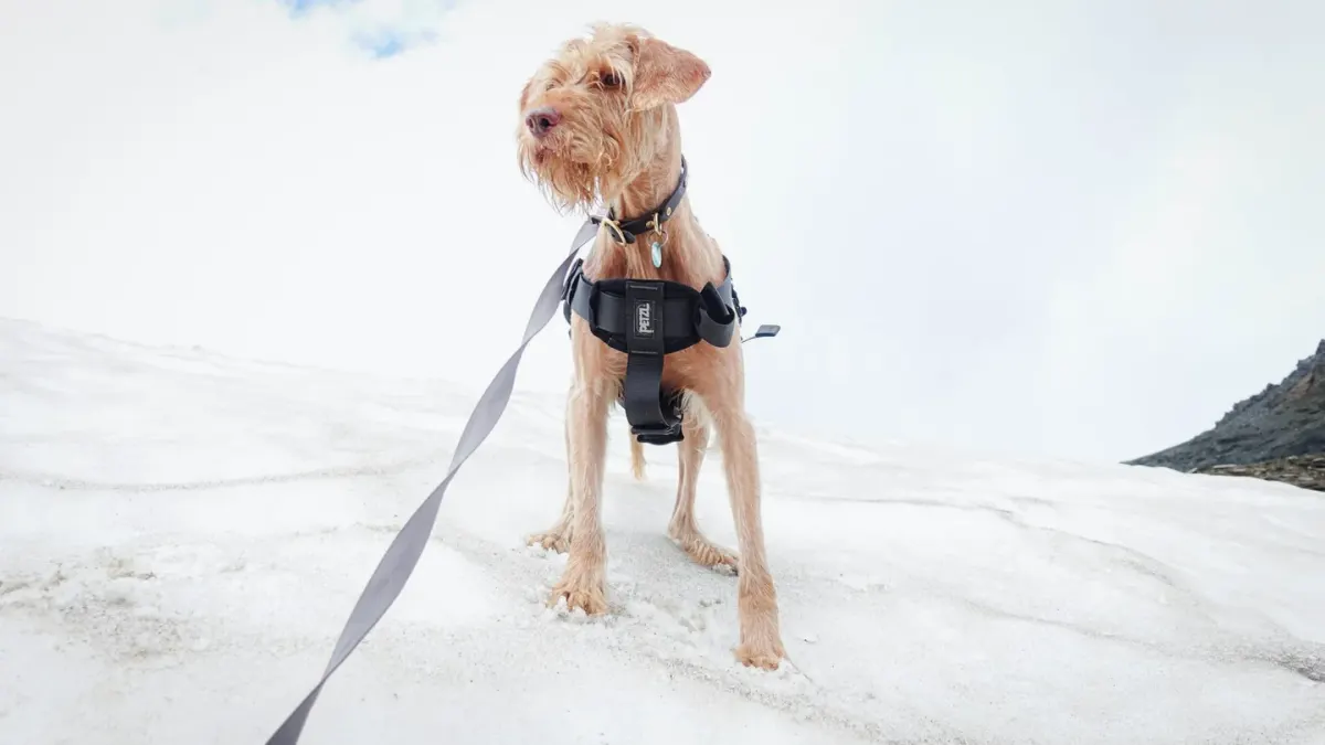 Dog hiking mountain trail