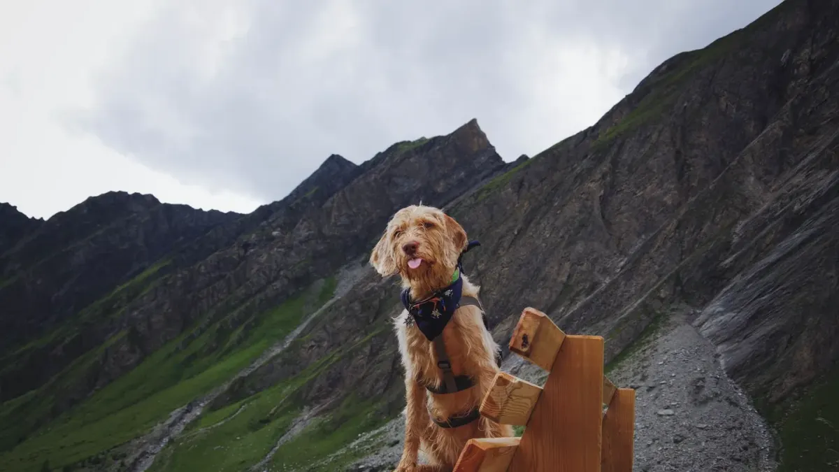 Dog hiking mountain trail