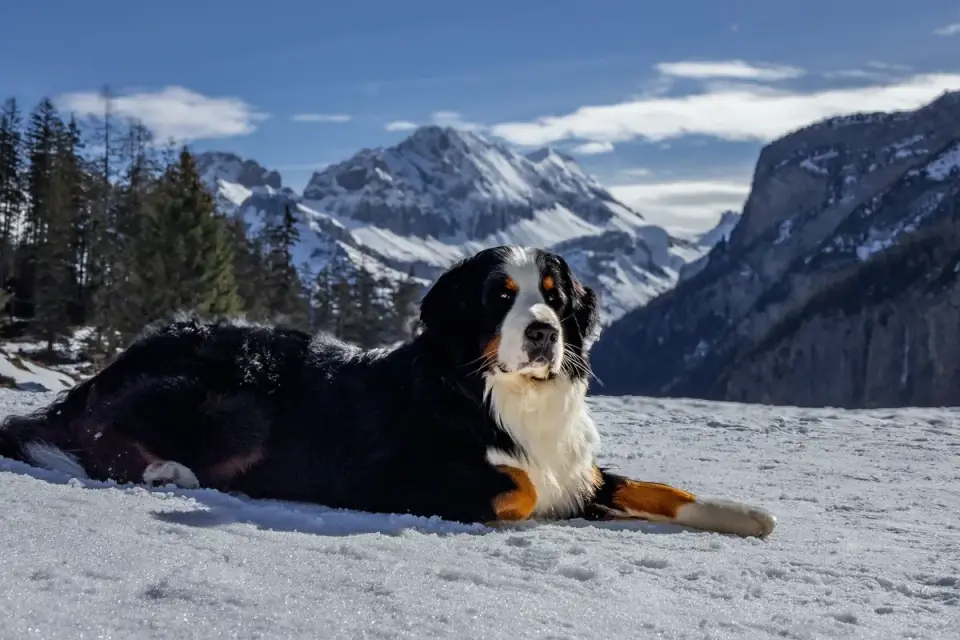 Dog hiking mountain trail