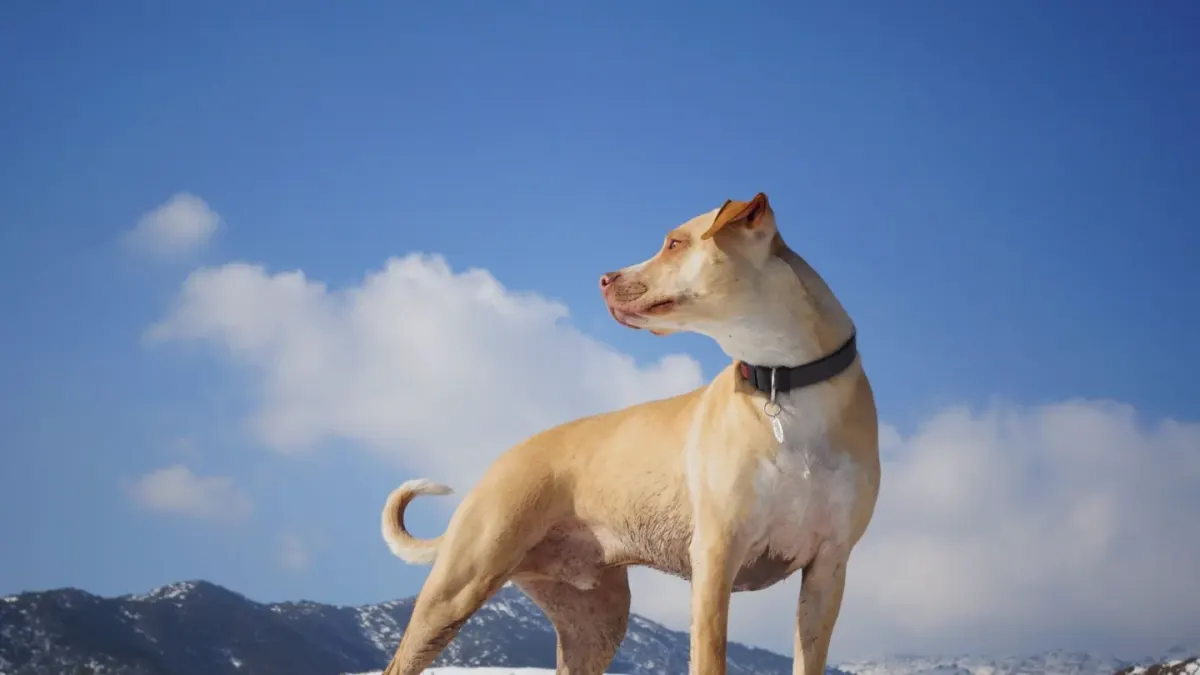 Dog hiking mountain trail