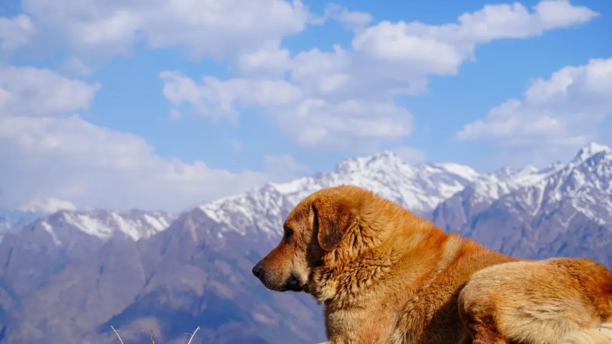 Dog hiking mountain trail