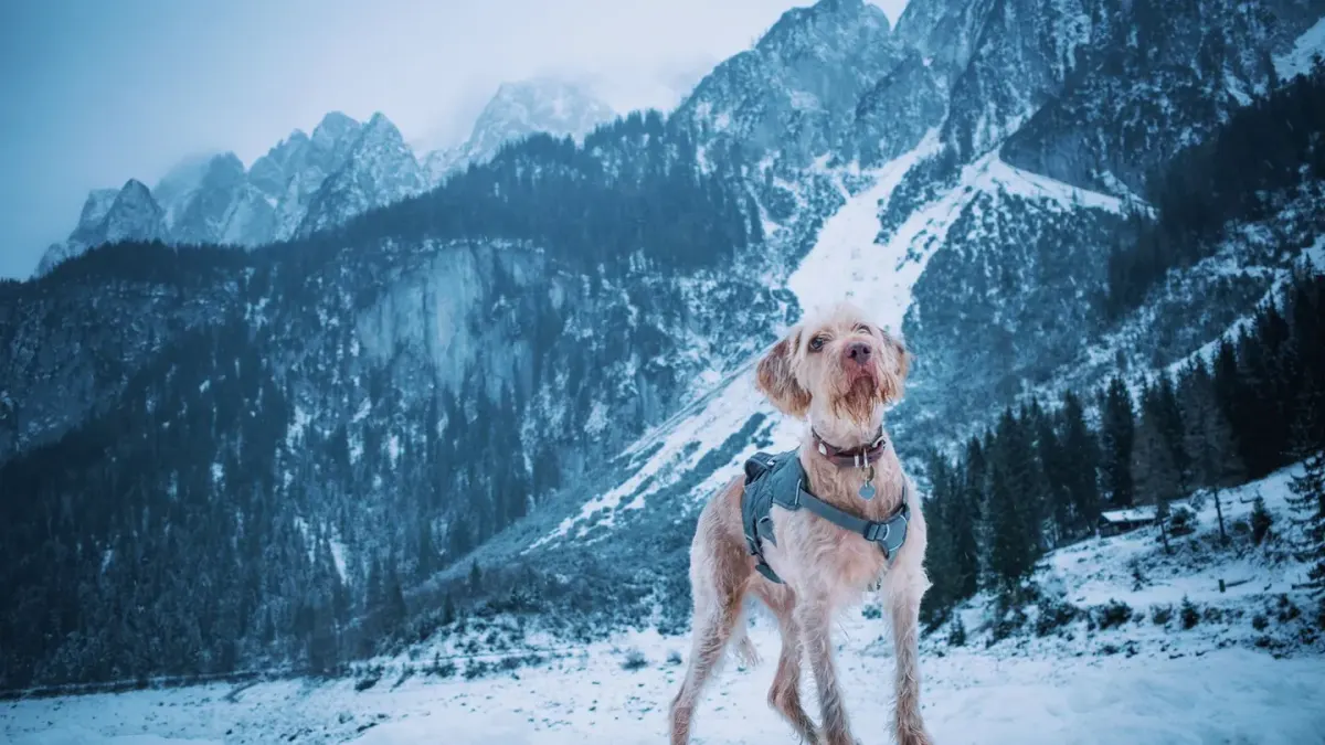 Dog hiking mountain trail