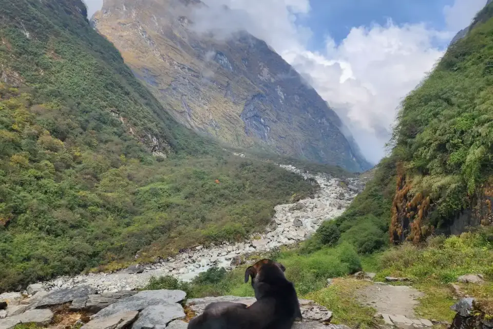 Dog hiking mountain trail