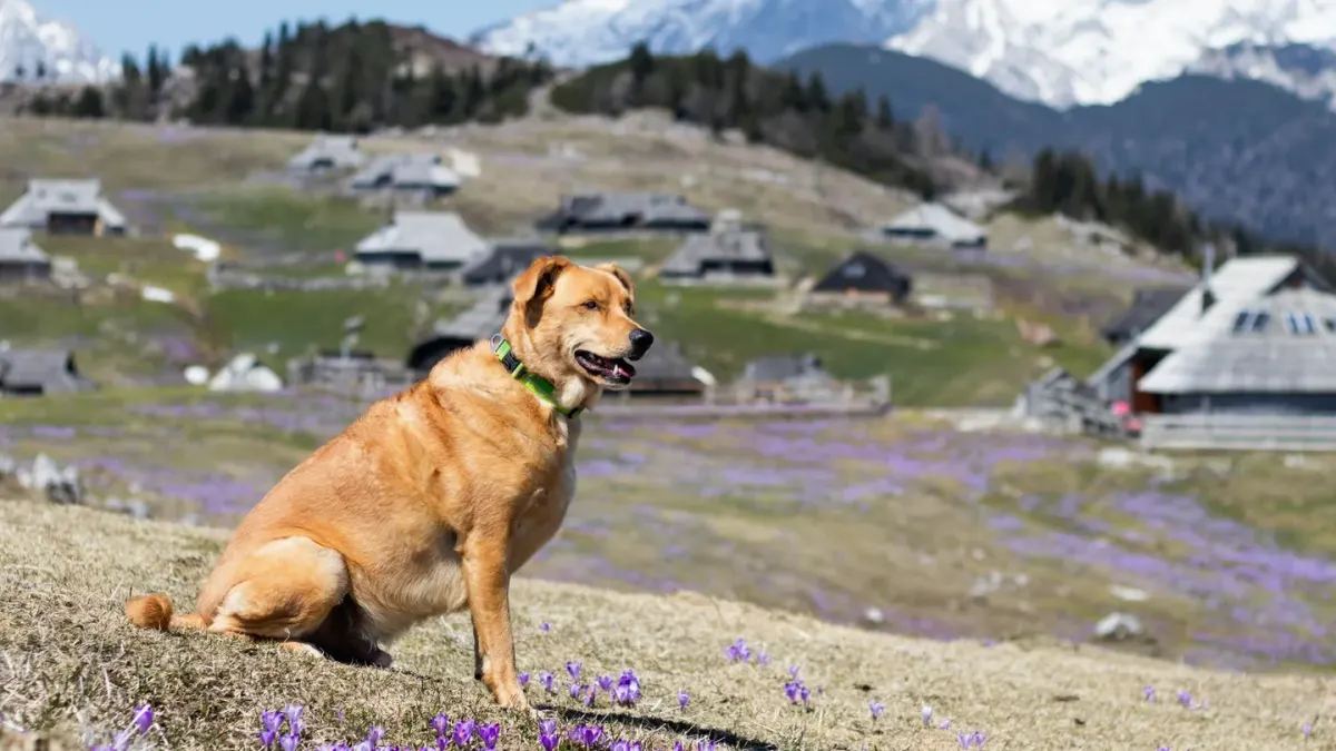 Dog hiking mountain trail