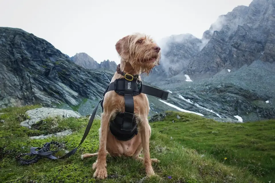 Dog hiking mountain trail