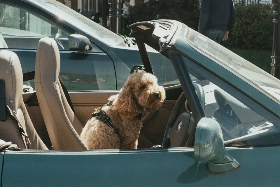 Dog in a car seat